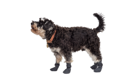 Sport Dog Shoe Socks