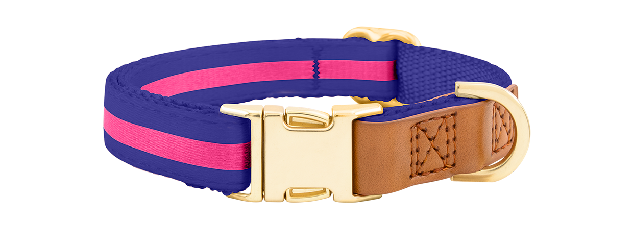 Dog Collar with Buckle